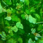 Saga Flower Gel nr.6